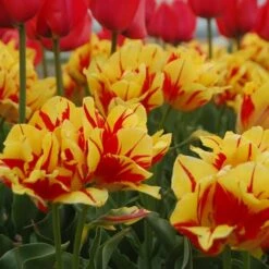 Tulip 'Monsella' 9 Tulip 'Monsella' -Garden Bloomy Shop x600 14286