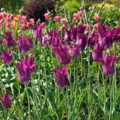 Tulip 'Purple Dream' -Garden Bloomy Shop x600 14297