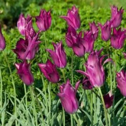 Tulip 'Purple Dream' -Garden Bloomy Shop x600 14298