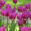 Tulip 'Purple Dream' 2 Tulip 'Purple Dream' -Garden Bloomy Shop x600 14299