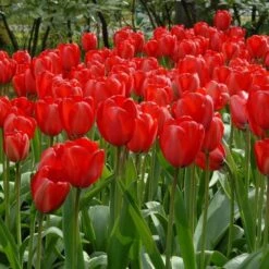 Next Generation Perennial Tulip Mix -Garden Bloomy Shop x600 14301 1