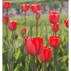Tulip 'Red Impression' 11 Tulip 'Red Impression' -Garden Bloomy Shop x600 14304