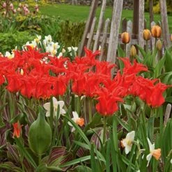 Tulip 'Rigas Barikades' -Garden Bloomy Shop x600 14322
