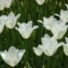 Tulip 'White Triumphator' -Garden Bloomy Shop x600 14358