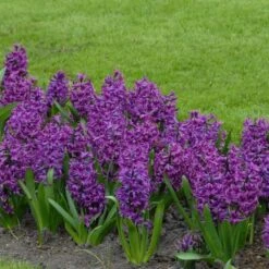 Hyacinthus Orientalis 'Purple Sensation' -Garden Bloomy Shop x600 14386