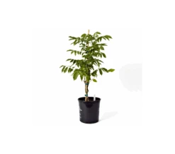 Wisteria Floribunda Lavender Falls