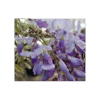 Wisteria Frutescens 'Amethyst Falls'
