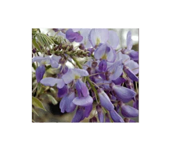 Wisteria Frutescens 'Amethyst Falls'