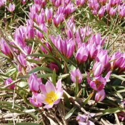 Tulip Bakeri 'Lilac Wonder' -Garden Bloomy Shop x600 14552