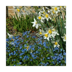 Myosotis Sylvatica -Garden Bloomy Shop x600 14590