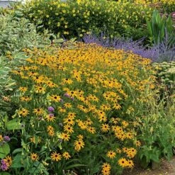 Rudbeckia Fulgida Sullivantii 'Goldsturm' -Garden Bloomy Shop x600 14593