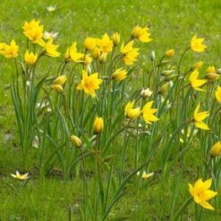 Tulip Sylvestris -Garden Bloomy Shop x600 14626