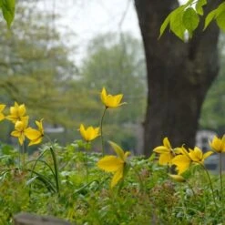 Tulip Sylvestris -Garden Bloomy Shop x600 14627