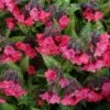 Pulmonaria 'Shrimps On The Barbie' 2 Pulmonaria 'Shrimps On The Barbie' -Garden Bloomy Shop x600 14670