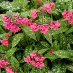 Pulmonaria 'Shrimps On The Barbie' -Garden Bloomy Shop x600 14671