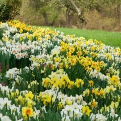 The Works Daffodil Mix -Garden Bloomy Shop x600 14686 1