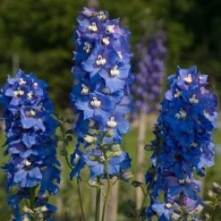 Delphinium Magic Fountains Strain -Garden Bloomy Shop x600 14697