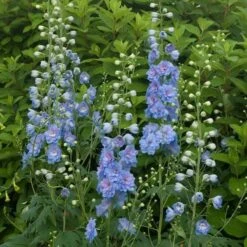 Delphinium Magic Fountains Strain -Garden Bloomy Shop x600 14700