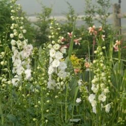 Delphinium Magic Fountains Strain -Garden Bloomy Shop x600 14701