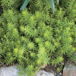 Season's Farewell Collection 13 Season's Farewell Collection -Garden Bloomy Shop x600 14703