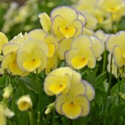 Viola 'Etain' -Garden Bloomy Shop x600 14720