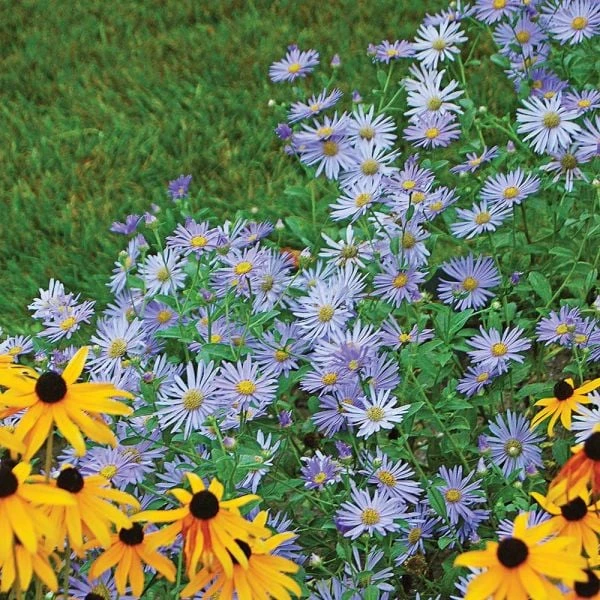 Aster X Frikartii 'Mönch' 4 Aster X Frikartii 'Mönch' - Image 2