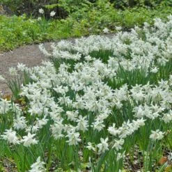 Narcissus 'Thalia' -Garden Bloomy Shop x600 14753