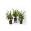 Thuja 'Green Giant' -Garden Bloomy Shop x600 1478