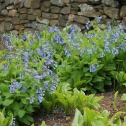 Mertensia Virginica -Garden Bloomy Shop x600 14787