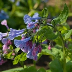 Mertensia Virginica -Garden Bloomy Shop x600 14789