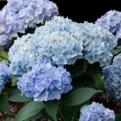 Hydrangea Macrophylla Endless Summer® -Garden Bloomy Shop x600 14794