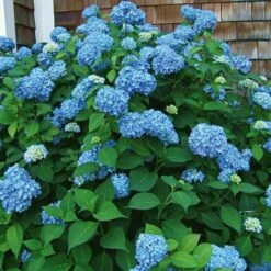 Hydrangea Macrophylla Endless Summer® -Garden Bloomy Shop x600 14795