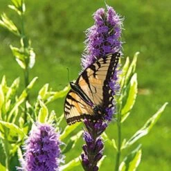 Liatris Spicata 'Kobold' -Garden Bloomy Shop x600 14799