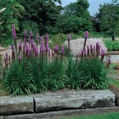 Liatris Spicata 'Kobold' -Garden Bloomy Shop x600 14800
