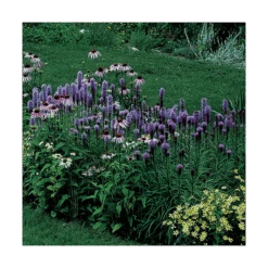 Liatris Spicata 'Kobold' -Garden Bloomy Shop x600 14801