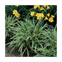 Liriope Muscari 'Variegata' -Garden Bloomy Shop x600 14802