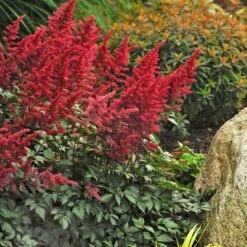 Astilbe X Arendsii 'Fanal' 9 Astilbe X Arendsii 'Fanal' -Garden Bloomy Shop x600 14828