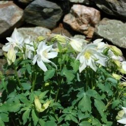 Aquilegia 'Dove' -Garden Bloomy Shop x600 14832