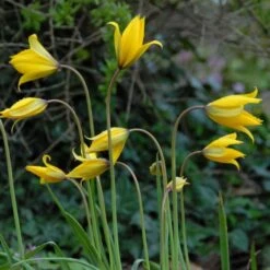 Tulip Sylvestris -Garden Bloomy Shop x600 14852