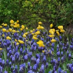 Tulip Sylvestris -Garden Bloomy Shop x600 14853