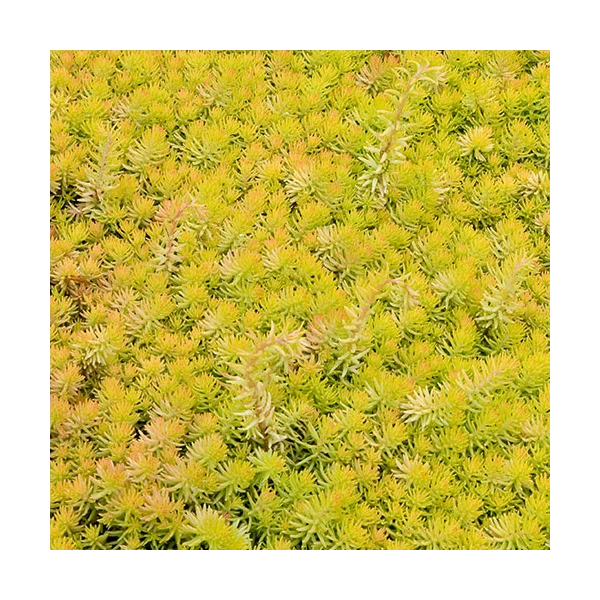 Springtime Sizzle Hyacinth, Forget-me-not & Sedum Collection 4 Springtime Sizzle Hyacinth, Forget-me-not & Sedum Collection - Image 2