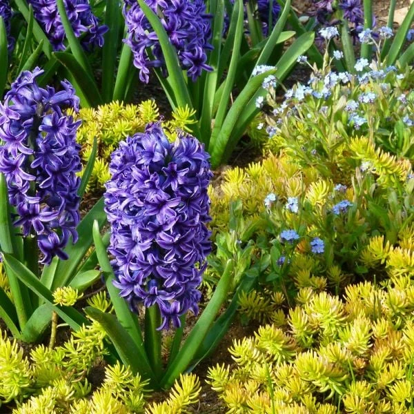 Springtime Sizzle Hyacinth, Forget-me-not & Sedum Collection 3 Springtime Sizzle Hyacinth, Forget-me-not & Sedum Collection