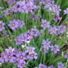 Sisyrinchium Angustifolium 'Lucerne' -Garden Bloomy Shop x600 14859