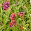 Pulmonaria 'Raspberry Splash' -Garden Bloomy Shop x600 14861