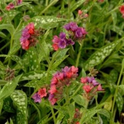 Pulmonaria 'Raspberry Splash' -Garden Bloomy Shop x600 14862