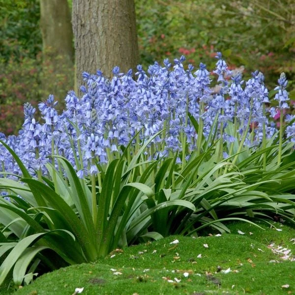 Hyacinthoides Hispanica 'Excelsior' 2 Hyacinthoides Hispanica 'Excelsior'