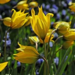 Tulip Sylvestris -Garden Bloomy Shop x600 14870