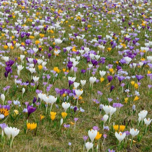 Farewell To Winter Crocus Mix 4 Farewell To Winter Crocus Mix - Image 2