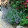 Nepeta 'Walker's Low' 1 Nepeta 'Walker's Low' -Garden Bloomy Shop x600 14884 1