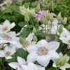 Clematis Corinne™ Boulevard® -Garden Bloomy Shop x600 14888